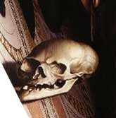 L'image “http://upload.wikimedia.org/wikipedia/commons/2/28/Skull-Ambassadors.jpg” ne peut être affichée car elle contient des erreurs.