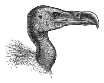 C:\Users\ALAIN\LACAN séminaires\Doc S4\S4 Illustrations\Gyps_tenuirostris.png